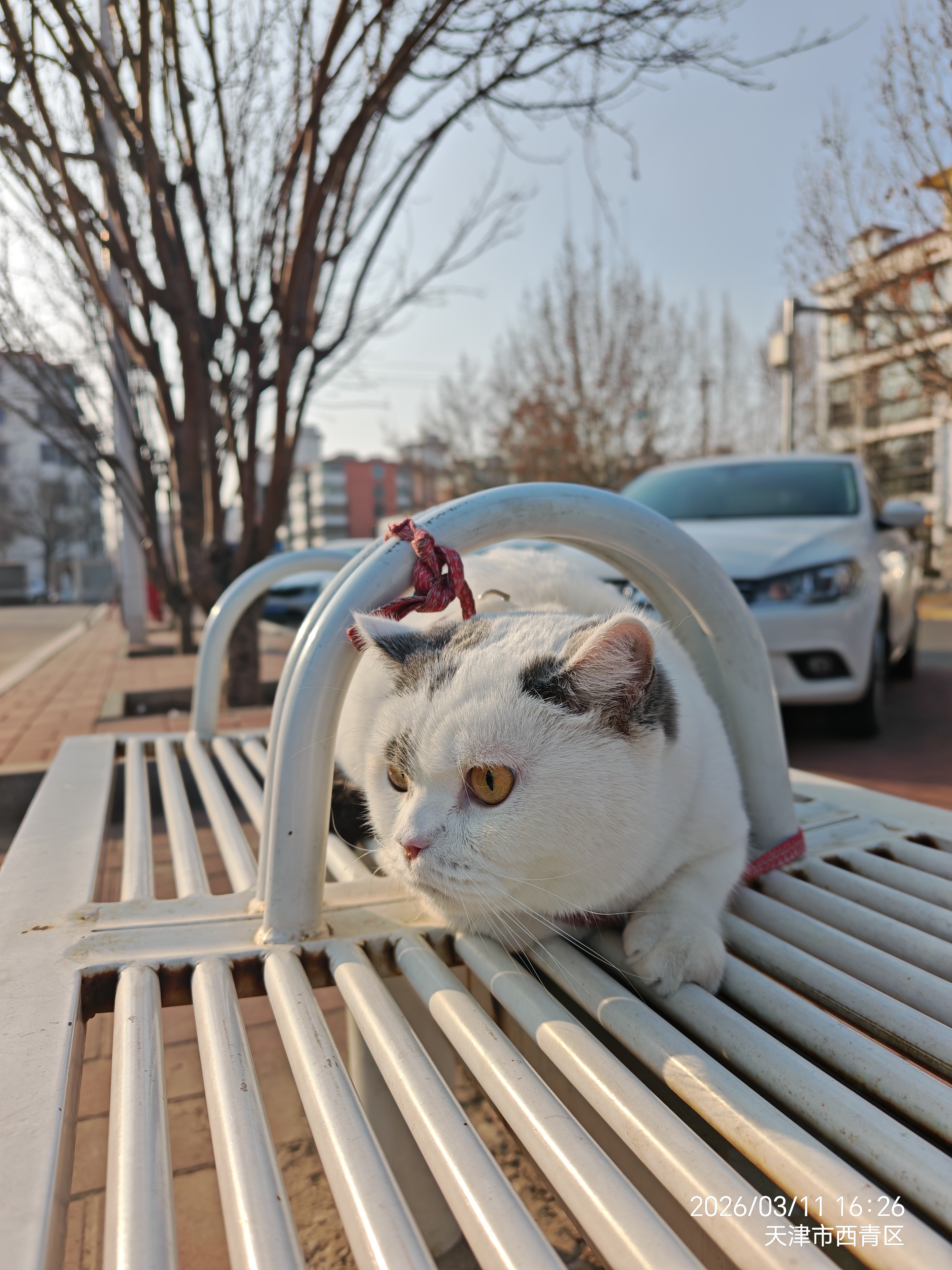宠有为宠物综合营养膏125g怀孕成幼犬猫猫咪狗狗微量元素营养膏 猫狗通用宠物综合营养膏125g 实拍图