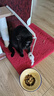 喜跃猫粮 成猫英短美短全猫种通用全价猫粮 成猫海鲜味10kg 实拍图