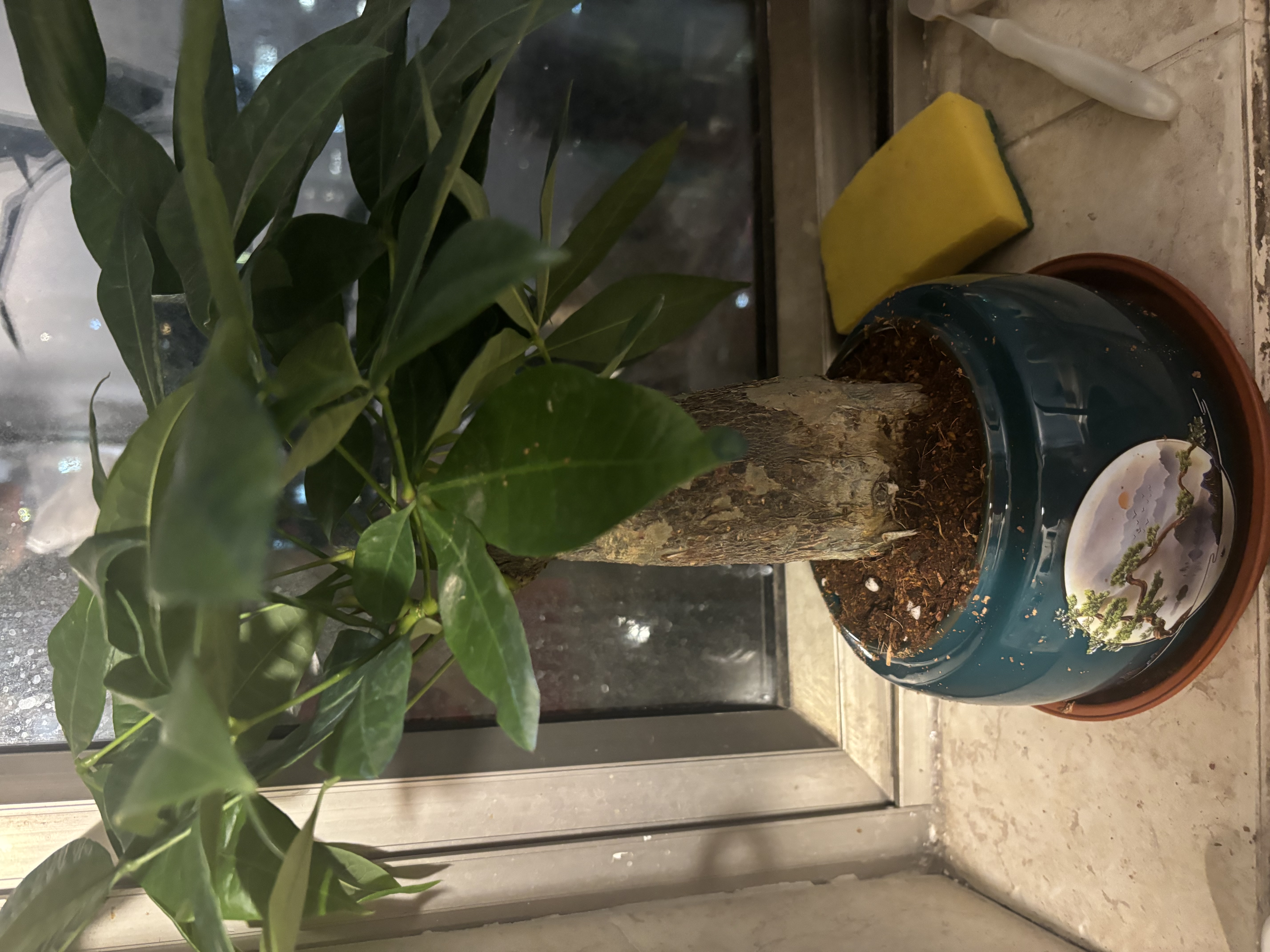 格调生活大发财树招财树老桩盆栽绿植室内好养四季常青陶瓷盆景 大号发财树（墨绿迎客松陶瓷盆） 含盆 实拍图
