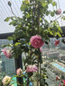 坤卉蔷薇花苗爬藤耐寒藤本月季特大爬墙花卉阳台盆栽庭院植物四季开花 实拍图