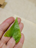 沃绣 【当天发货】新鲜桑叶 现摘大小蚕嫩桑叶新鲜大桑叶养蚕宝宝食物 小蚕嫩桑叶100g【发顺丰特快】 实拍图