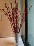【红色招财银柳】干花真花鲜枝耐寒年宵花水培花卉室内摆放装饰花 60厘米【30支】送灯笼 实拍图
