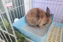 DR BUNNY磨牙草棒 维力提草 益生菌磨牙零食兔子龙猫荷兰猪仓鼠磨牙棒草饼 MH34维力提草800G（代替提摩西） 实拍图