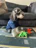 欢宠网宠物狗狗衣服猫咪猫小狗小猫泰迪比熊猫猫小型犬幼犬冬季保暖服饰 实拍图