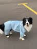 MIKI PAD狗狗雨衣全包四脚防水衣服春秋宠物中大型犬金毛萨摩耶防脏神器 蓝色暴力熊雨衣 7XL（建议背长67cm以内，建议体重65-80斤） 实拍图