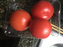 番茄约500g 实拍图