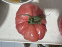 陇原红 陕西泾阳普罗旺斯西红柿 现摘生吃沙瓤新鲜蔬菜番茄 健康轻食 普罗旺斯 8.5斤 特大果顺丰到家 实拍图