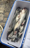 伊酷达（ECOODA）飞影四代近海船钓竿 50/80/120号小船竿放流底钓杆拖钓新手海钓竿 1.8m 50号 四代枪柄负荷30-100# 实拍图