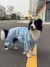 MIKI PAD狗狗雨衣全包四脚防水衣服春秋宠物中大型犬金毛萨摩耶防脏神器 蓝色暴力熊雨衣 7XL（建议背长67cm以内，建议体重65-80斤） 实拍图