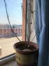 【带果发货】蓝莓树果苗蓝莓苗盆栽地栽果苗带大果南北方种植苗 【中苗】奥尼尔_40-50cm高/带果发货 实拍图