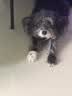 束洛非泼罗尼喷雾剂宠物犬猫体外驱虫药幼猫小狗蜱虫跳蚤虫卵环境驱杀 2周龄以上可用 100ml*1瓶 【顺丰急速发货】 晒单实拍图