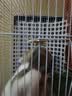 嘉蚁 兔子笼家用特大号别墅加密兔笼子兔窝仓鼠荷兰猪豚鼠松鼠宠 白色款 【养兔中配】中号38*27*29 不带小屋 实拍图
