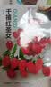 【亏本冲量】红圣女果种子小番茄小西红柿田园阳台盆栽四季种蔬菜 红圣女果种子【1包约200粒】 原厂封装 实拍图