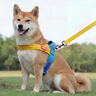 磊嘉狗绳狗链 柯基牵引绳防爆冲胸背带牵引绳中大型小型犬遛狗绳柴犬 黄蓝胸背带1个配狗绳1根 L（建议18-40斤） 实拍图