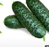 京鲜生 山东玛莎小黄瓜净重1.8斤单果50g+ 新鲜蔬菜 源头直发 实拍图
