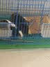 共度（Gong Du）宠物磨牙石小仓鼠金丝熊荷兰猪松鼠龙猫兔子都可用磨牙用品玩具 天然苹果树枝（500g/袋） 实拍图
