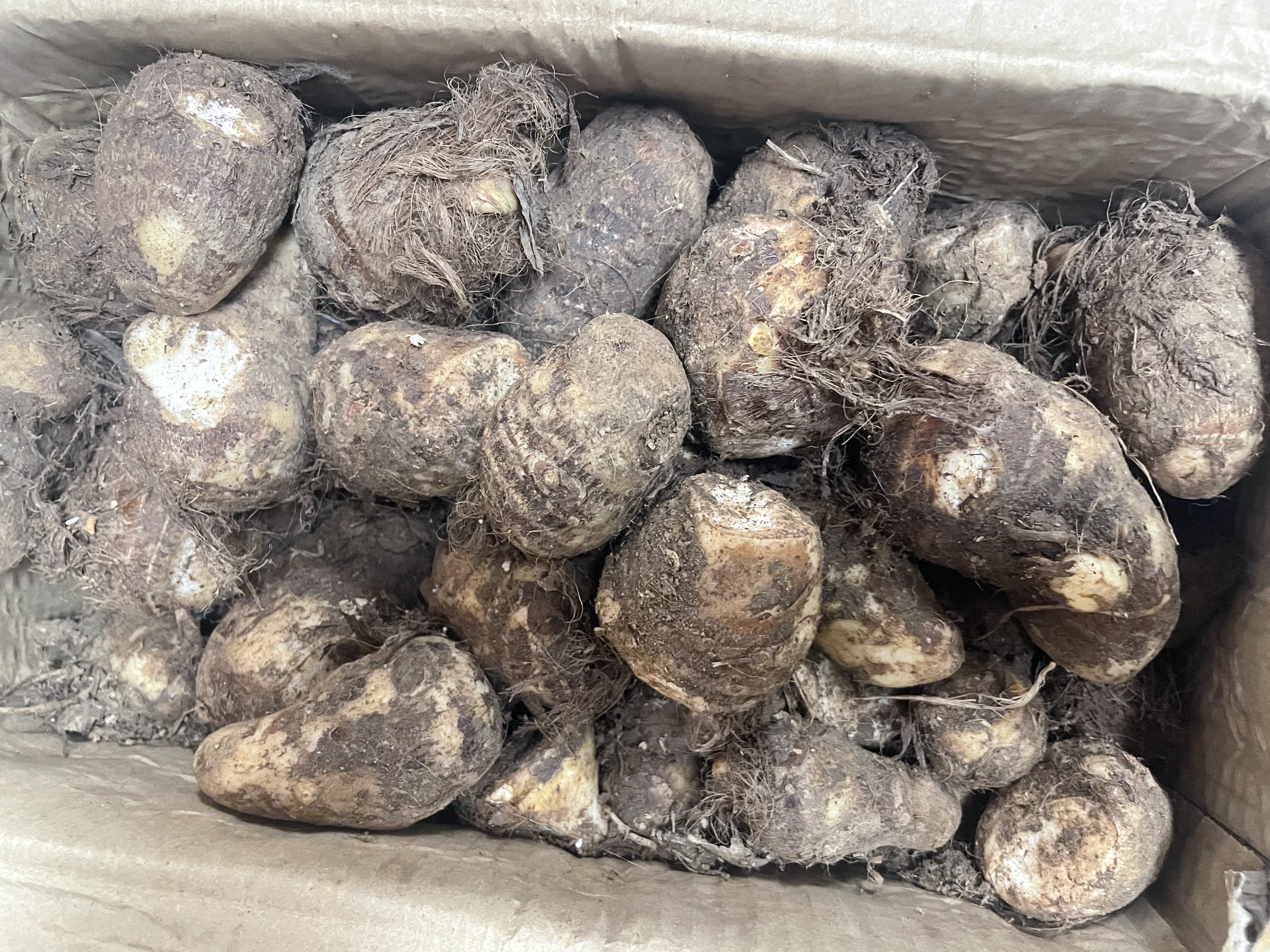 【东东农场专供】新鲜牛奶芋头现挖毛芋头香嫩爽滑奶油芋头小香芋 奶白芋头 9斤 带箱 小果 实拍图