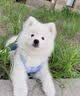 采蘩纯种萨摩耶幼犬大骨架雪橇犬 宠物级 公 实拍图