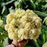 密农人家安心优选新鲜农家散菜花500g 菜花 脆嫩花菜 每日现采花椰菜 蔬菜 实拍图