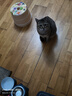 麦富迪（Myfoodie）猫粮 三文鱼鱼油磷虾天然猫粮加菲折耳英短美短通用型猫干粮 【20斤】三文鱼鱼油成猫粮10kg 实拍图