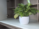 双盟绿萝盆栽除甲醛花卉绿植办公室新房净化空气180罗马白3盆源头直发 实拍图