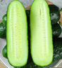 京鲜生 山东玛莎小黄瓜净重1.8斤单果50g+ 新鲜蔬菜 源头直发 实拍图