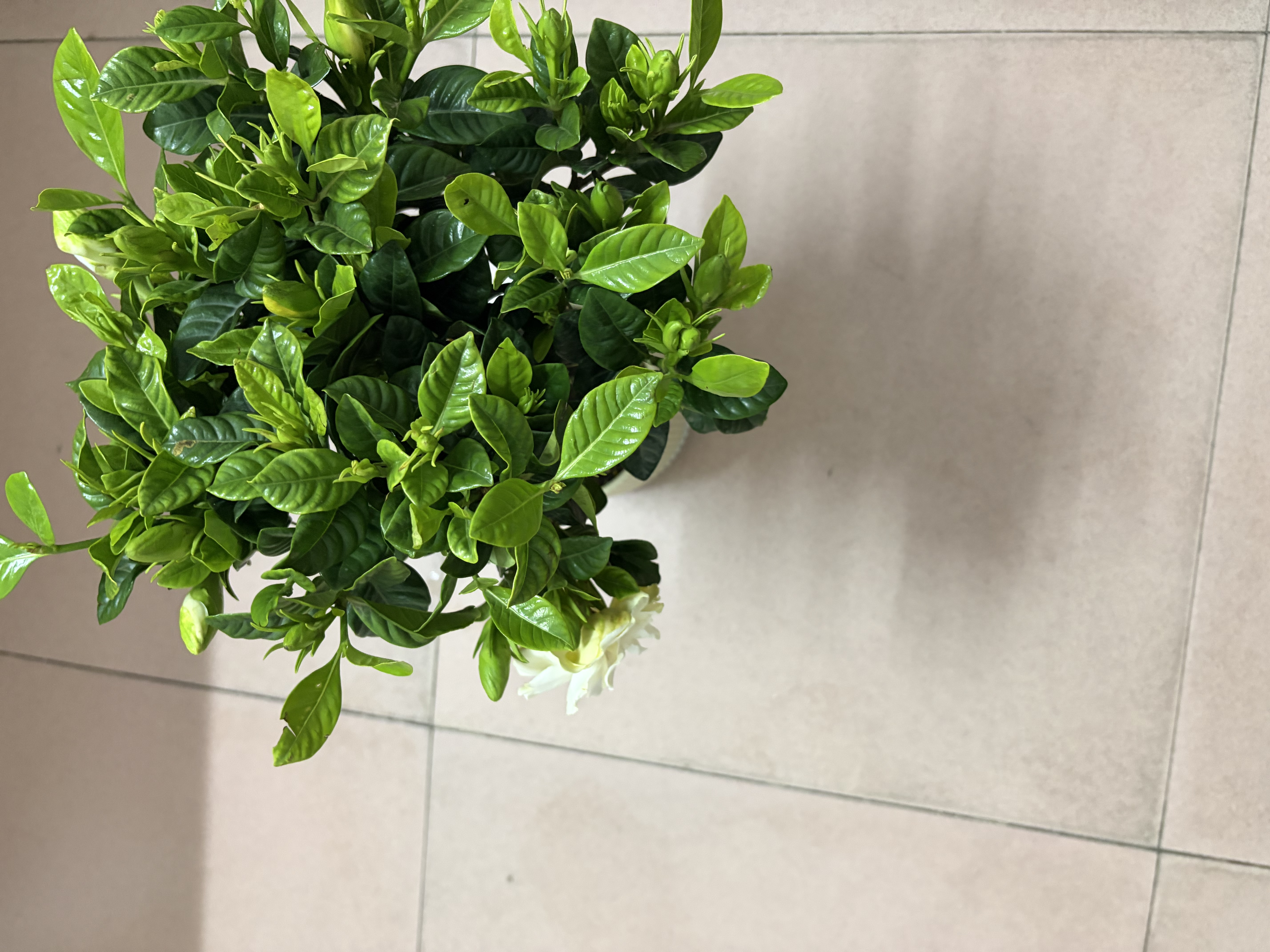 京云梦精品墨兰盆栽兰花富贵花卉兰花苗花客厅桌面植物四方语源头直发 实拍图