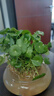 意轩铜钱草水培盆栽室内室外花卉金钱草绿植吸绿植花草植物 铜钱草1盆+玻璃水仙盆(带叶发货) 实拍图