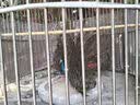 百舸（BAIGE）  户外不锈钢求生哨 应急救生口哨训练野外安防装备口哨（10个装） CW308354 实拍图