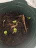 花沃里盆栽矮向日葵种子 葵花卉种子家庭盆栽向日葵阳台校园花坛约30粒 实拍图