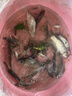 佳钓尼（JIADIAONI）伏魔鲫小冈豆鱼竿2026新款鲫鱼竿黑坑钓鱼竿手竿野钓鱼杆 3.6m 实拍图