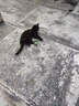 【京东快递】猫咪玩具自嗨解闷智能逗猫球自动逗猫遛猫遛狗突突球 奢华版绿色【带绳款宠物球】 实拍图