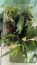 【京东物流】水草套餐 好养耐活真水草植物绿菊大叶绿九冠鱼缸 红绿搭配八杯水草（吸底杯）超值推荐 实拍图