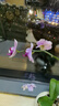 年宵花春节蝴蝶兰盆栽花苗桌面装饰花卉植物四季好养绿植过年货 粉色系蝴蝶兰配小号树脂飞碟套盆 实拍图