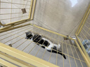 酷奇宠猫笼 大号猫笼子带厕所猫别墅猫窝成猫幼猫猫舍猫屋宠物笼子用品 黄色 中双层 70.5*54.5*76cm 实拍图