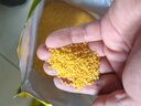 十月稻田 山西黄小米 5斤 25年新米 小米杂粮 小米黄小米早餐粥米节日送礼 实拍图