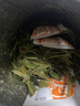 狮峰牌绿茶明前龙井43号茶叶一级50g罐装自饮送礼送长辈自己喝 实拍图