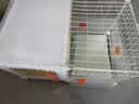 蔻丝狗笼子小型犬比熊博美一室一厅一卫带厕所分离宠物专用小别墅狗窝 中号-厕卧分区带天窗【70*45*46】带滑轮可推拉 升级厕所款：分区带天窗狗笼+厕所托盘 实拍图