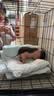 暮秋小主【猪猪侠同款】宠物小香猪活体幼崽家养纯种迷你猪活物可爱萌宠 泰国小香猪幼崽（母） 实拍图