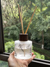 Jupiter & Venus英国梨与小苍兰藤条香薰室内家用无火香氛生日伴手礼物结婚送朋友 实拍图