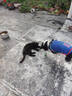 【京东快递】猫咪玩具自嗨解闷智能逗猫球自动逗猫遛猫遛狗突突球 奢华版绿色【带绳款宠物球】 实拍图