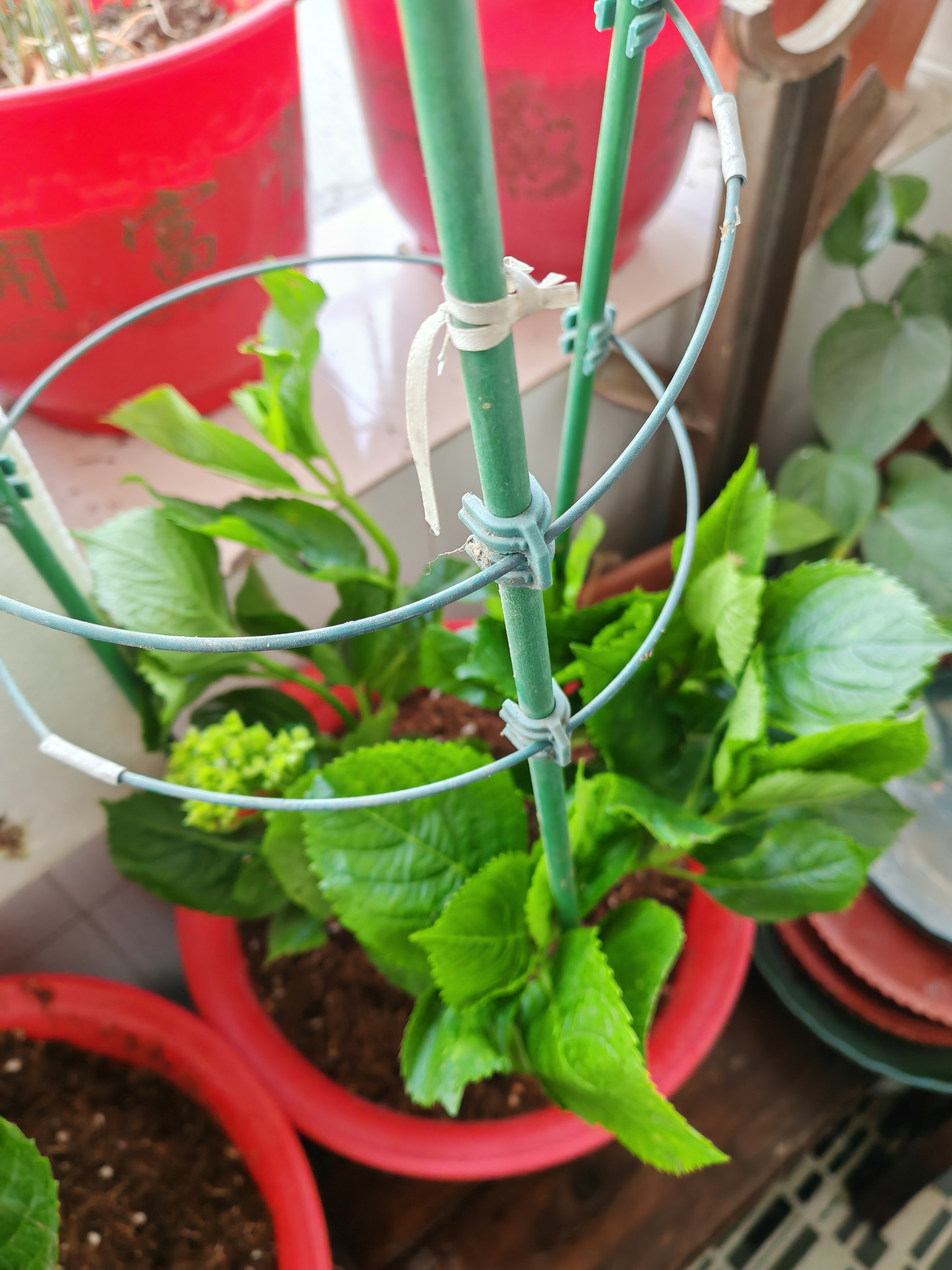 绣球花苗无尽夏带花苞四季开花绣球花盆栽庭院好养花卉植物室内花 烈焰【大花绣球-可调色】 中苗【当年开花】原盆宽15cm高30cm冠25cm 实拍图