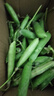 新鲜豌豆四川带壳青豆角水果甜豆荚农家蔬菜 新鲜青豌豆荚净重1斤 实拍图