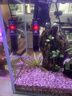 森森（SUNSUN）鱼缸加热棒自动恒温水族箱防爆加热器鱼缸水族用品 三代升级50W 急速加热 适合25L水以下 实拍图