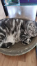 疯狂的主人 猫抓板窝超大号猫玩具猫爪板猫抓盆不掉屑猫窝碗形圆形瓦楞纸 实拍图