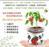 IAM City Farmer紫罗兰DIY植物种植趣味盆栽室内种植好种开学季中秋节礼物10093 实拍图