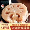 洪湖农家 莲藕新鲜 洪湖粉藕 蔬菜 生鲜5斤 火锅食材 洪湖莲藕 根茎类 藕 实拍图