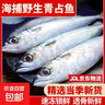 东海野生青占鱼新鲜海捕速冻鲐鲅鱼青花鱼深海海鲜水产马鲛鱼海鱼 野生海捕青占鱼3-4条一斤 8斤 囤货款 品质保障 实拍图