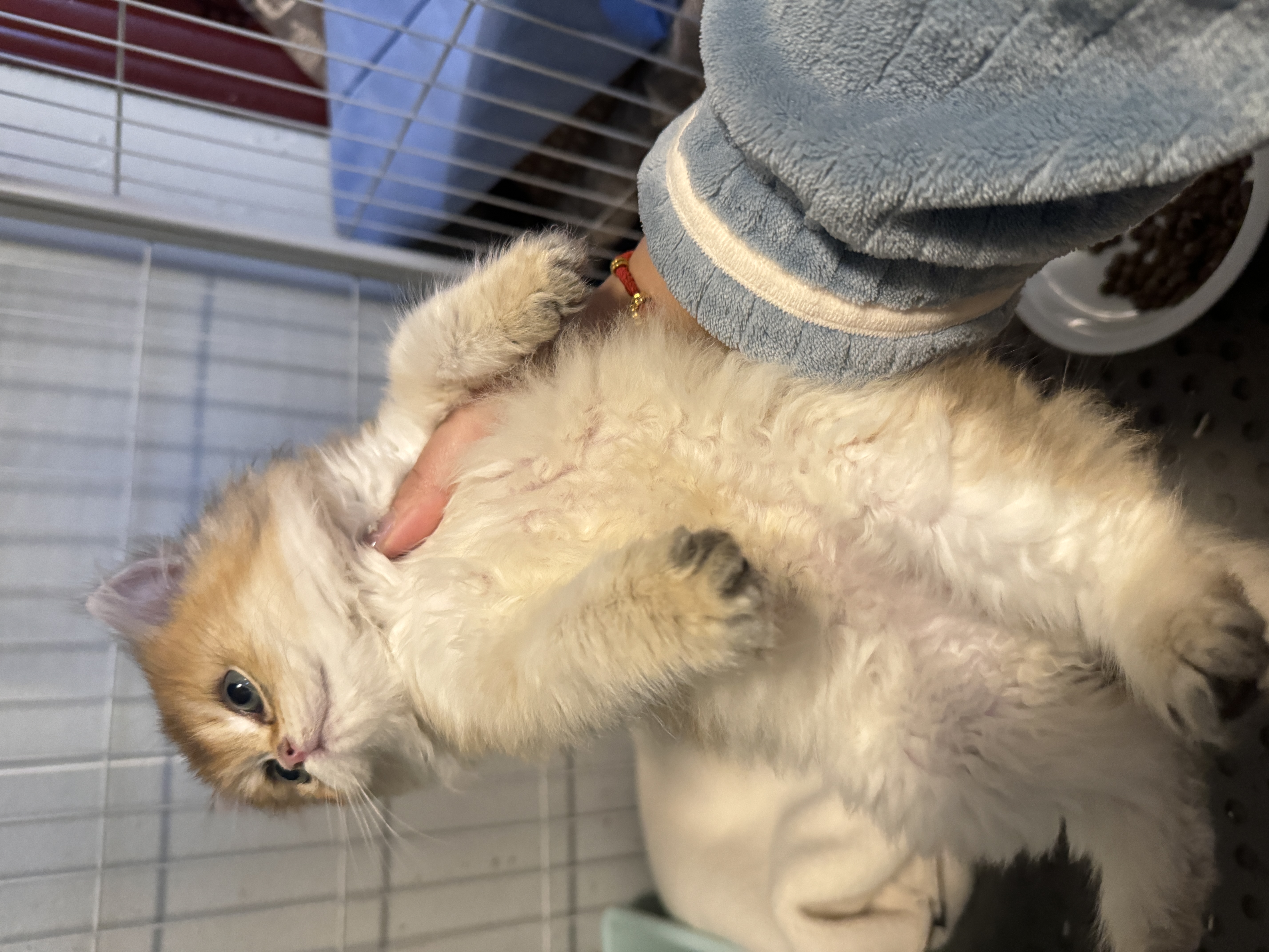 博莱得利滴眼液猫鼻支滴眼液猫咪眼药水疱疹病毒杯状宠物缓解流泪打喷嚏流鼻涕幼猫可用 滴眼液 8ml*1盒 +国产消炎药50mg8粒 实拍图