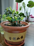 陶土花盆陶瓷花盆特大号特价批发紫砂盆红陶花盆送托盘兰花盆 口径19cm送托盘 实拍图